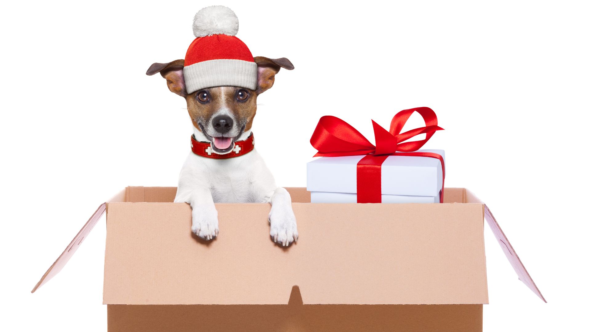 A dog with santa hat and a Christmas present sit in a box
